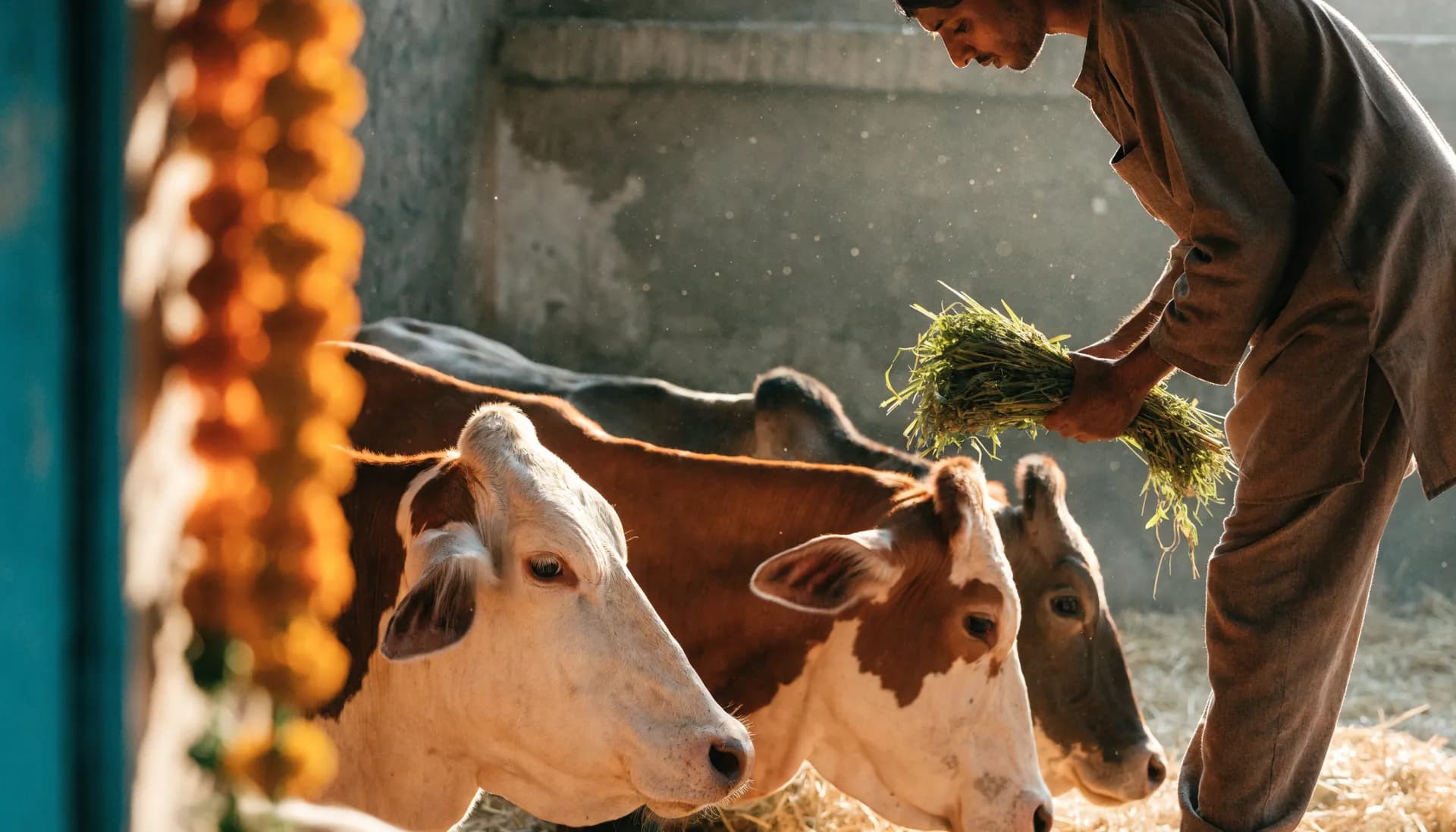 A cow shelter at golden hour with cows resting under an open roof